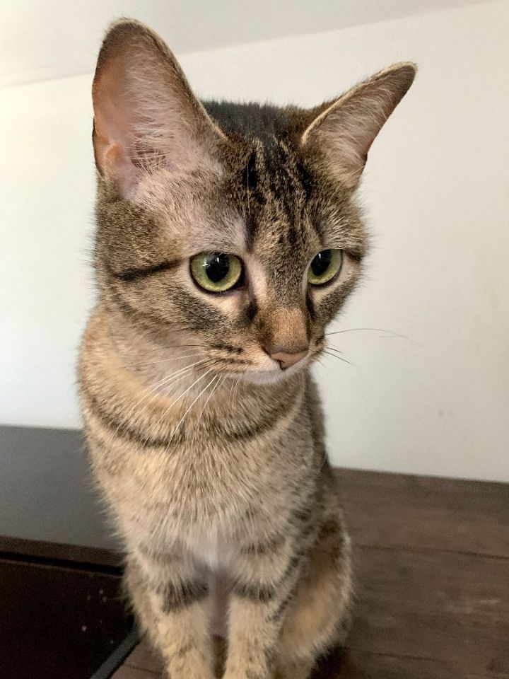 blue abyssinian tabby mix