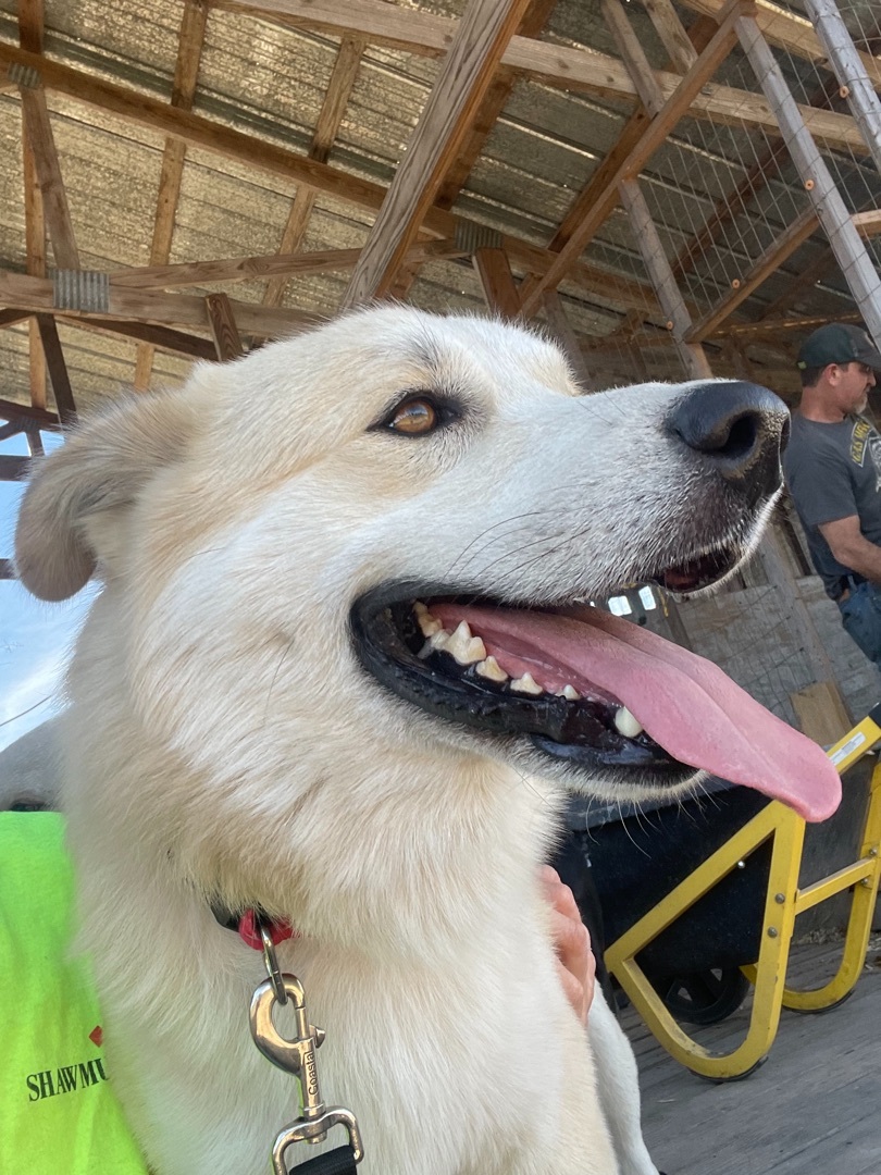 Just a ball of love, an adoptable Great Pyrenees, Husky in Marianna, FL, 32448 | Photo Image 1