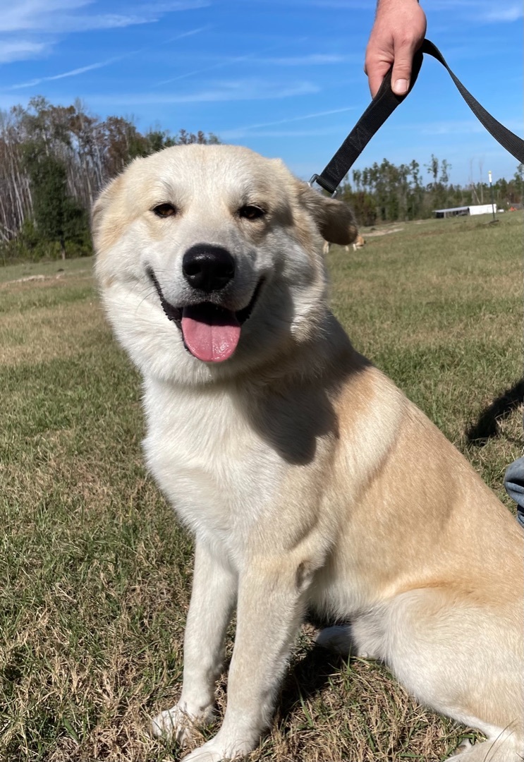 Just a ball of love, an adoptable Great Pyrenees, Husky in Marianna, FL, 32448 | Photo Image 2