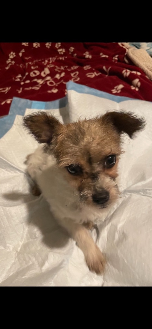 Otis 1