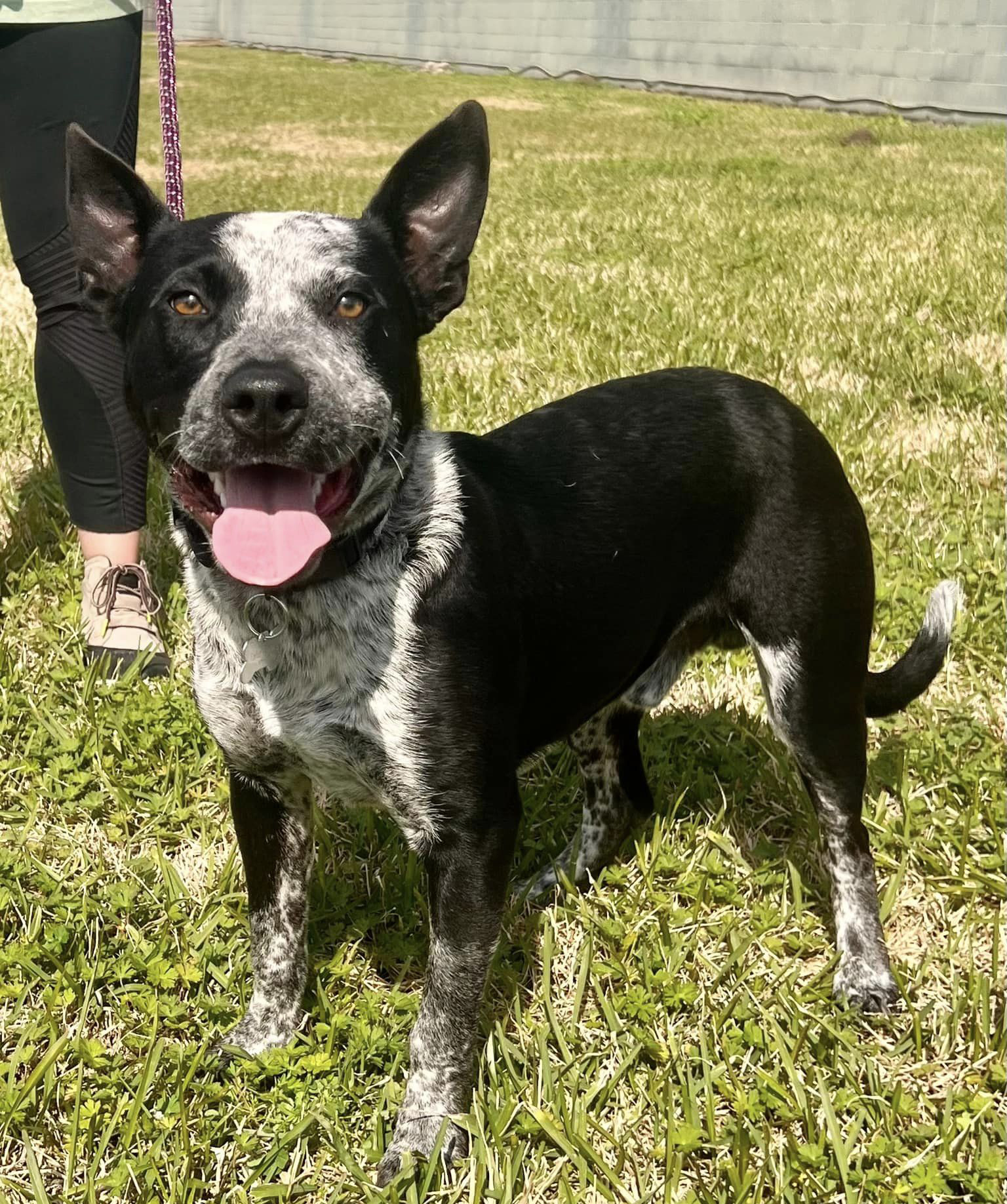 australian cattle dog wags its tail