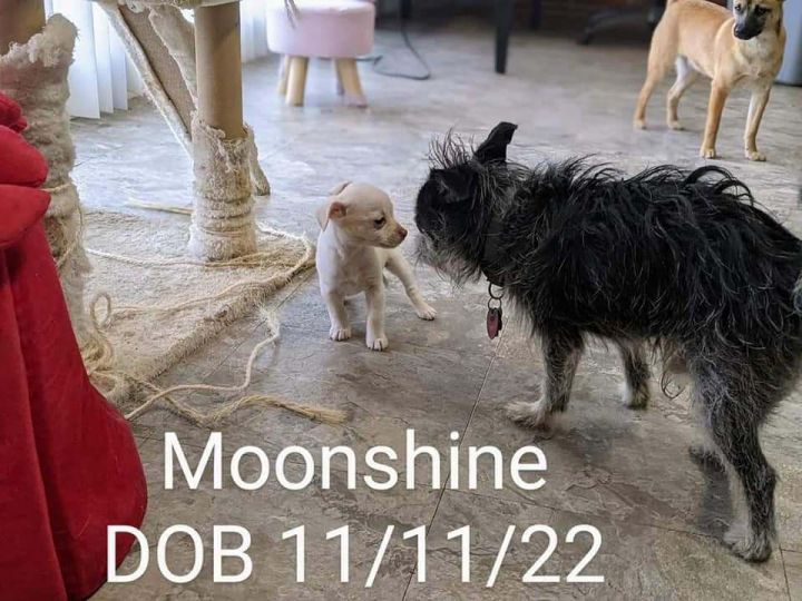 Moonshine, an adoptable Shih Tzu & Chihuahua Mix in Parlier, CA_image-4