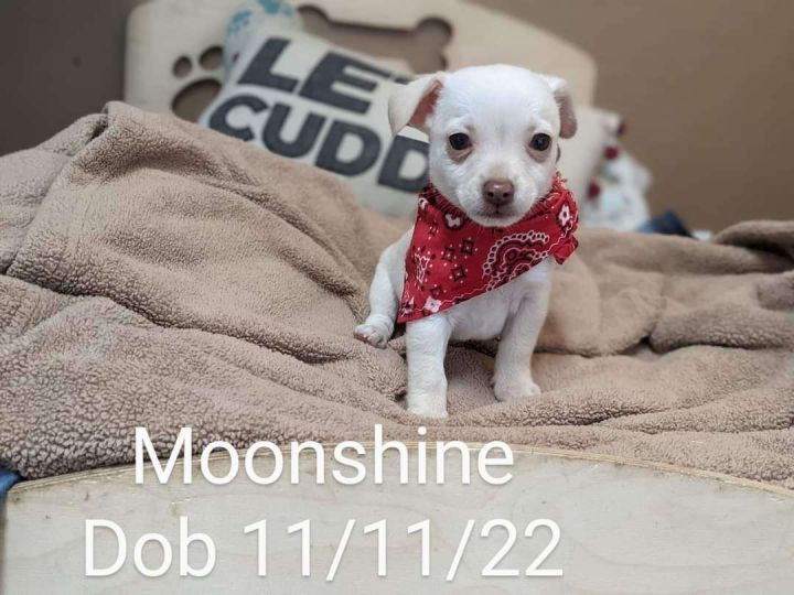 Moonshine, an adoptable Shih Tzu & Chihuahua Mix in Parlier, CA_image-1