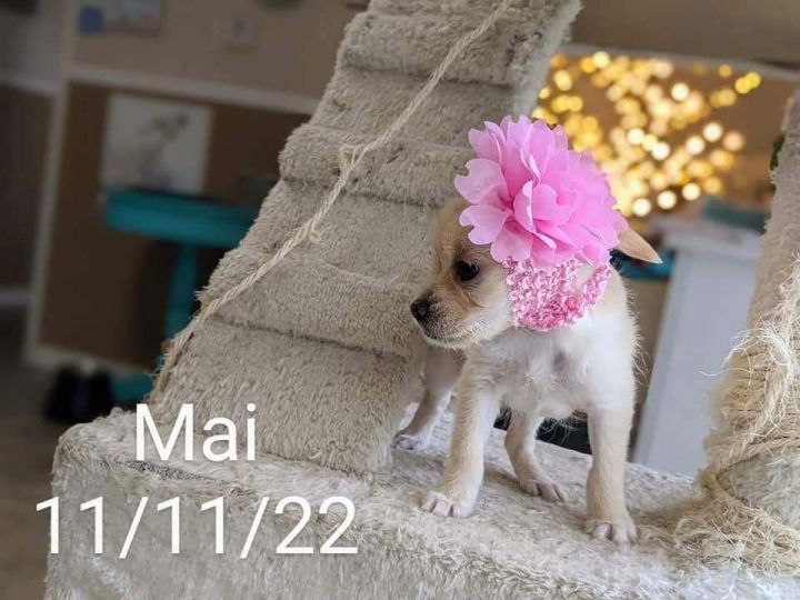 Mai, an adopted Shih Tzu & Chihuahua Mix in Parlier, CA_image-6