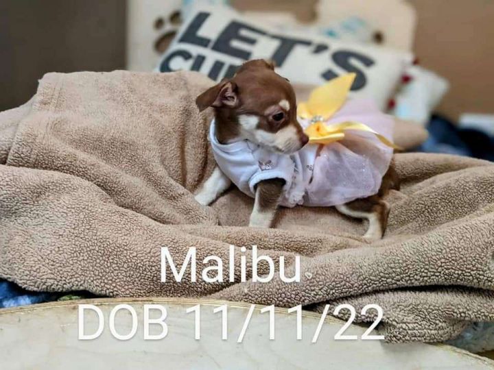 Malibu, an adopted Shih Tzu & Chihuahua Mix in Parlier, CA_image-5