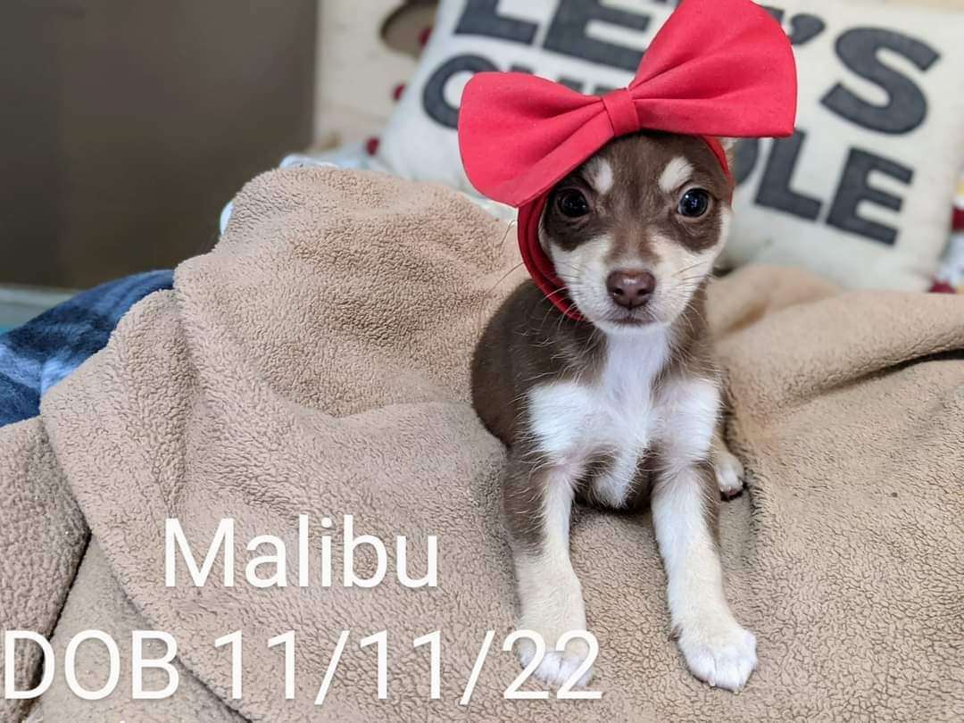 Malibu detail page