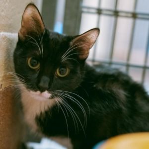 Angelina is a gentle sweet and slightly shy girl who suffered some sort of trauma as a small kitten