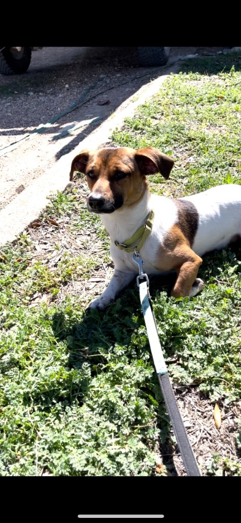 JR, an adoptable Jack Russell Terrier in Comanche, TX, 76442 | Photo Image 1