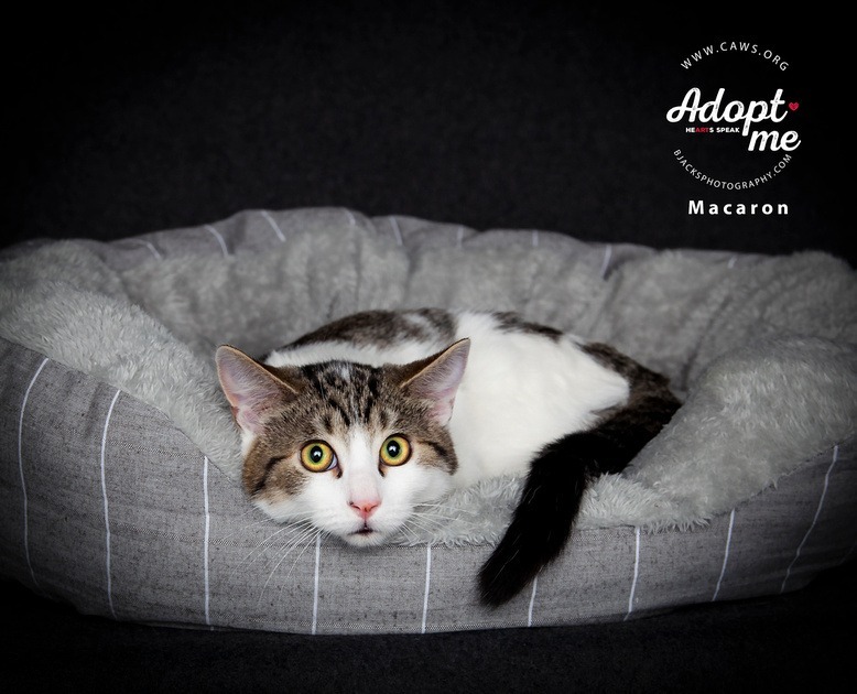 Macaron, an adoptable Domestic Short Hair in Salt Lake City, UT, 84117 | Photo Image 1