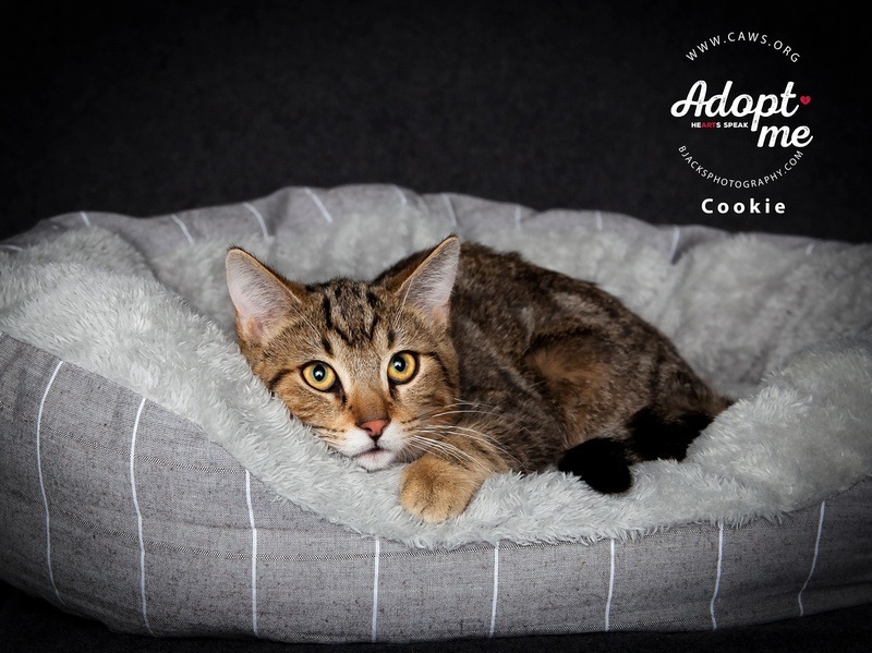 Cookie, an adoptable Domestic Short Hair in Salt Lake City, UT, 84117 | Photo Image 1