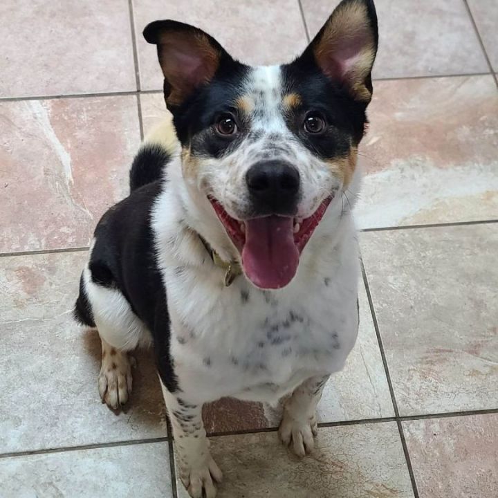 cattle dog australian shepherd mix