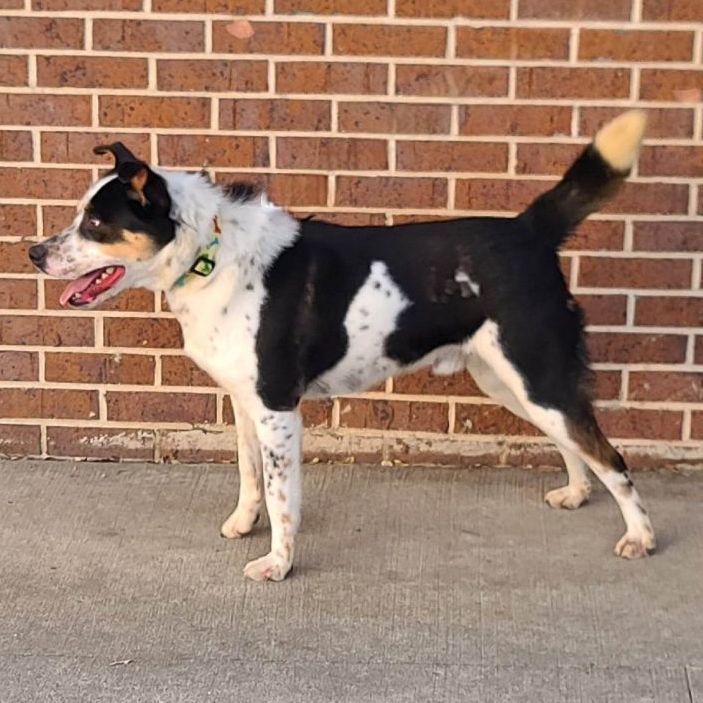 Scrabble- $25 adoption fee - Adoption Pending  3