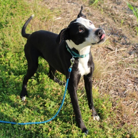 Ferdinand, an adoptable Black Labrador Retriever in callao, VA, 22435 | Photo Image 1