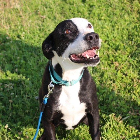 Ferdinand, an adoptable Black Labrador Retriever in callao, VA, 22435 | Photo Image 2