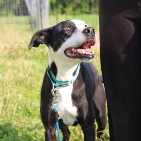 Ferdinand, an adoptable Black Labrador Retriever in callao, VA, 22435 | Photo Image 3