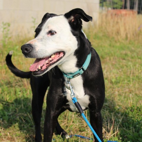 Ferdinand, an adoptable Black Labrador Retriever in callao, VA, 22435 | Photo Image 4