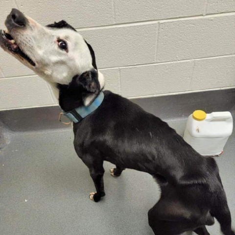 Ferdinand, an adoptable Black Labrador Retriever in callao, VA, 22435 | Photo Image 5