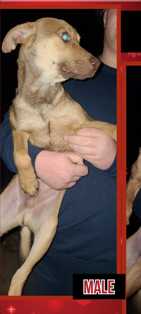 Dasher, an adoptable Feist, Labrador Retriever in Kermit, TX, 79745 | Photo Image 1