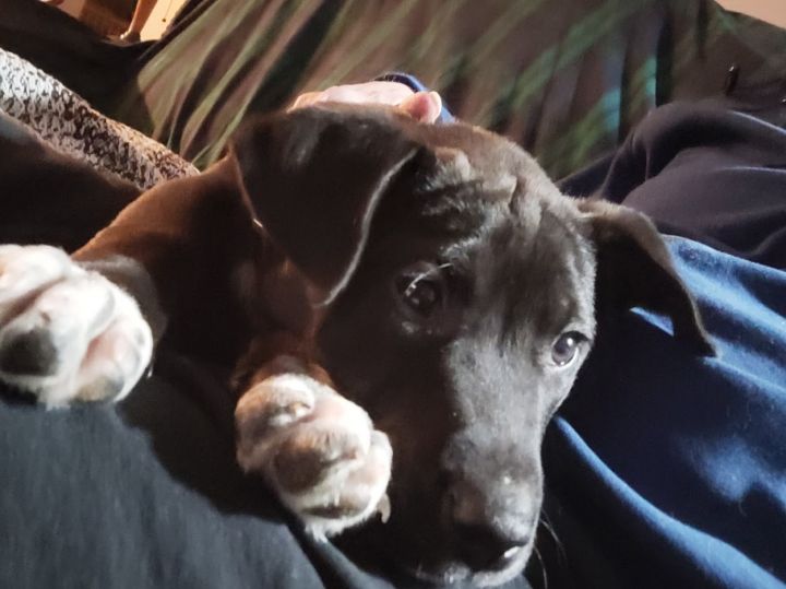 Duke, an adopted Black Labrador Retriever Mix in Marengo, IL_image-4