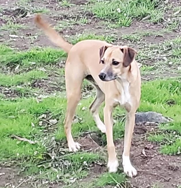 Taco, an adoptable Whippet in Escondido, CA, 92029 | Photo Image 1