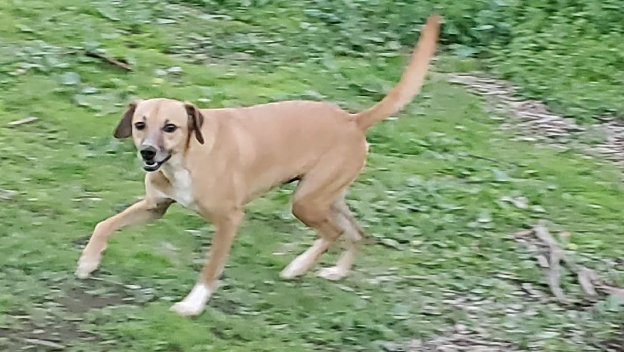 Taco, an adoptable Whippet in Escondido, CA, 92029 | Photo Image 3