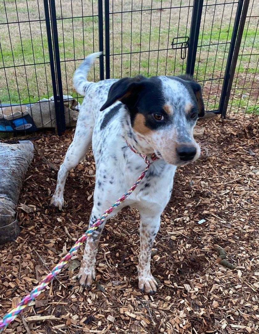 Dog for adoption - Delaney, a Pointer Mix in Newtown, CT | Petfinder