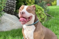 Canelo, Adult Male unknown