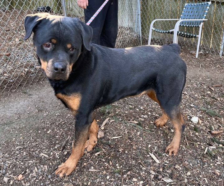 Dog for adoption - Trooper, a Rottweiler in Chester Springs, PA