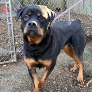 Dog for adoption - Trooper, a Rottweiler in Chester Springs, PA