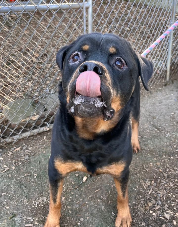 Dog for adoption - Trooper, a Rottweiler in Chester Springs, PA