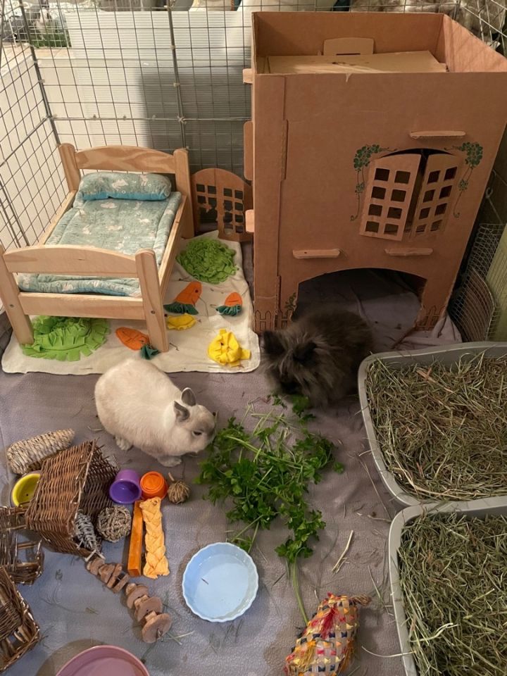 Rabbit for adoption Sophie and Wicket a Dwarf in Sacramento CA