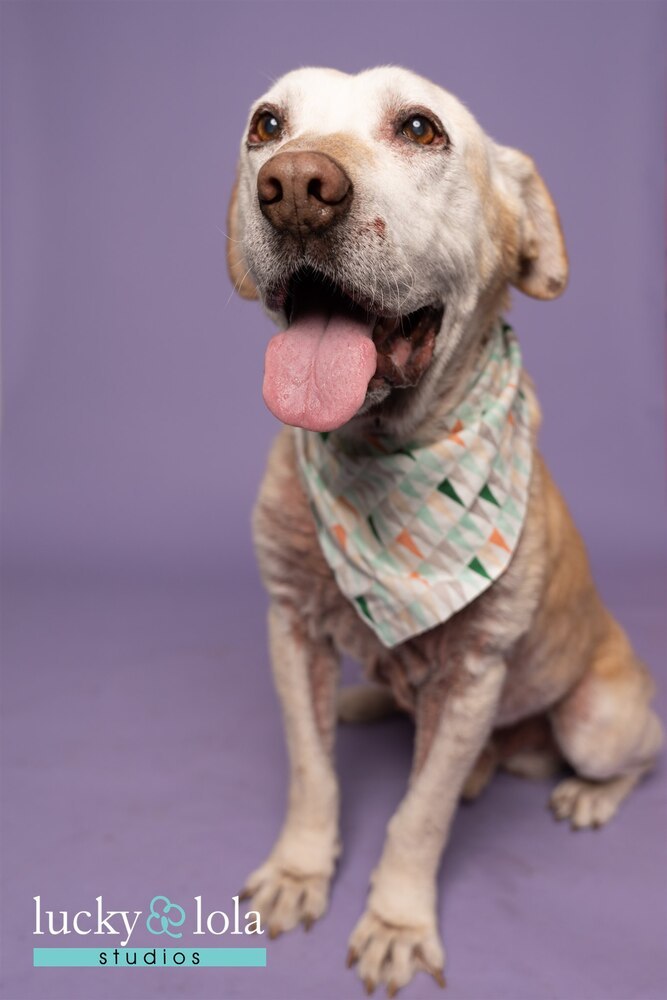 Leroy, an adoptable Labrador Retriever Mix in Columbus, OH_image-1