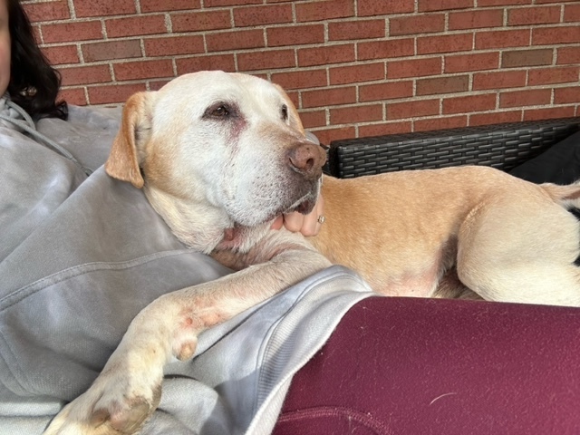 Leroy, an adoptable Labrador Retriever Mix in Columbus, OH_image-4