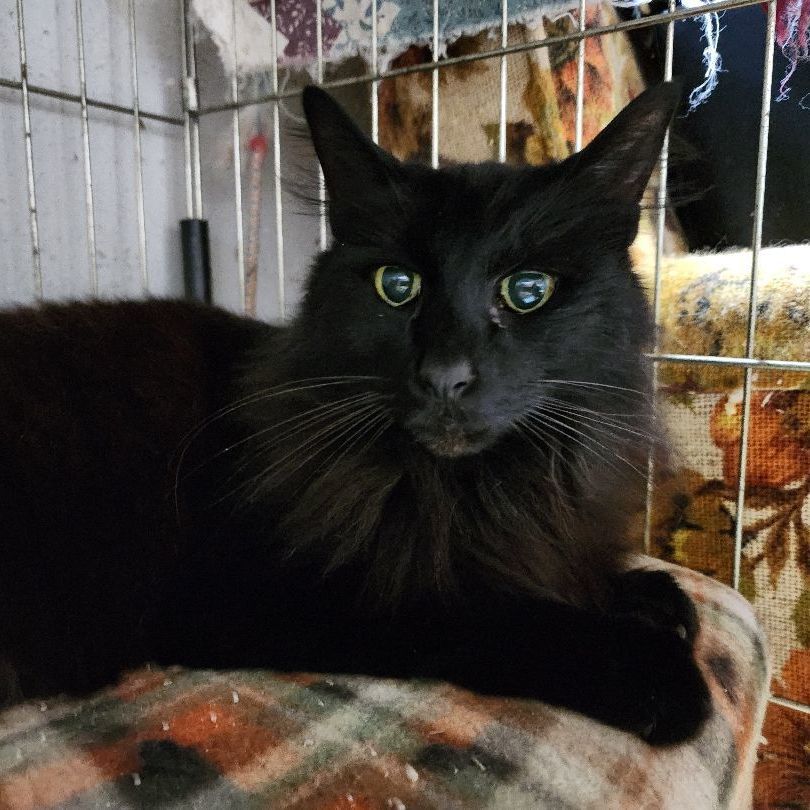Licorice - Black Beauty!, an adoptable Domestic Long Hair in Stanwood, WA, 98292 | Photo Image 2