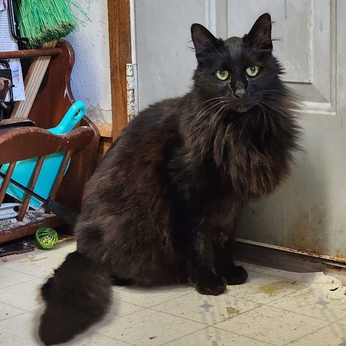 Licorice - Black Beauty!, an adoptable Domestic Long Hair in Stanwood, WA, 98292 | Photo Image 3
