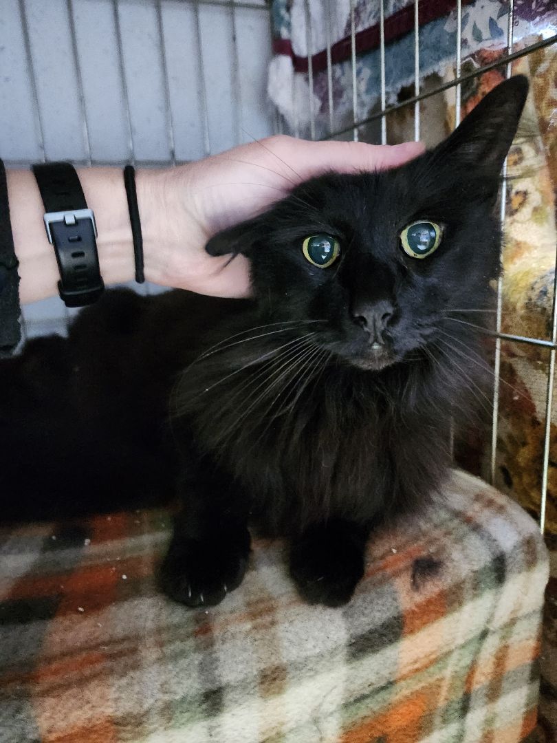 Licorice - Black Beauty!, an adoptable Domestic Long Hair in Stanwood, WA, 98292 | Photo Image 1