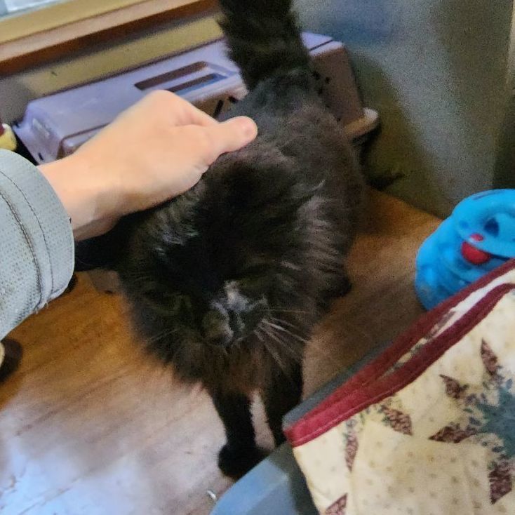 Licorice - Black Beauty!, an adoptable Domestic Long Hair in Stanwood, WA, 98292 | Photo Image 4