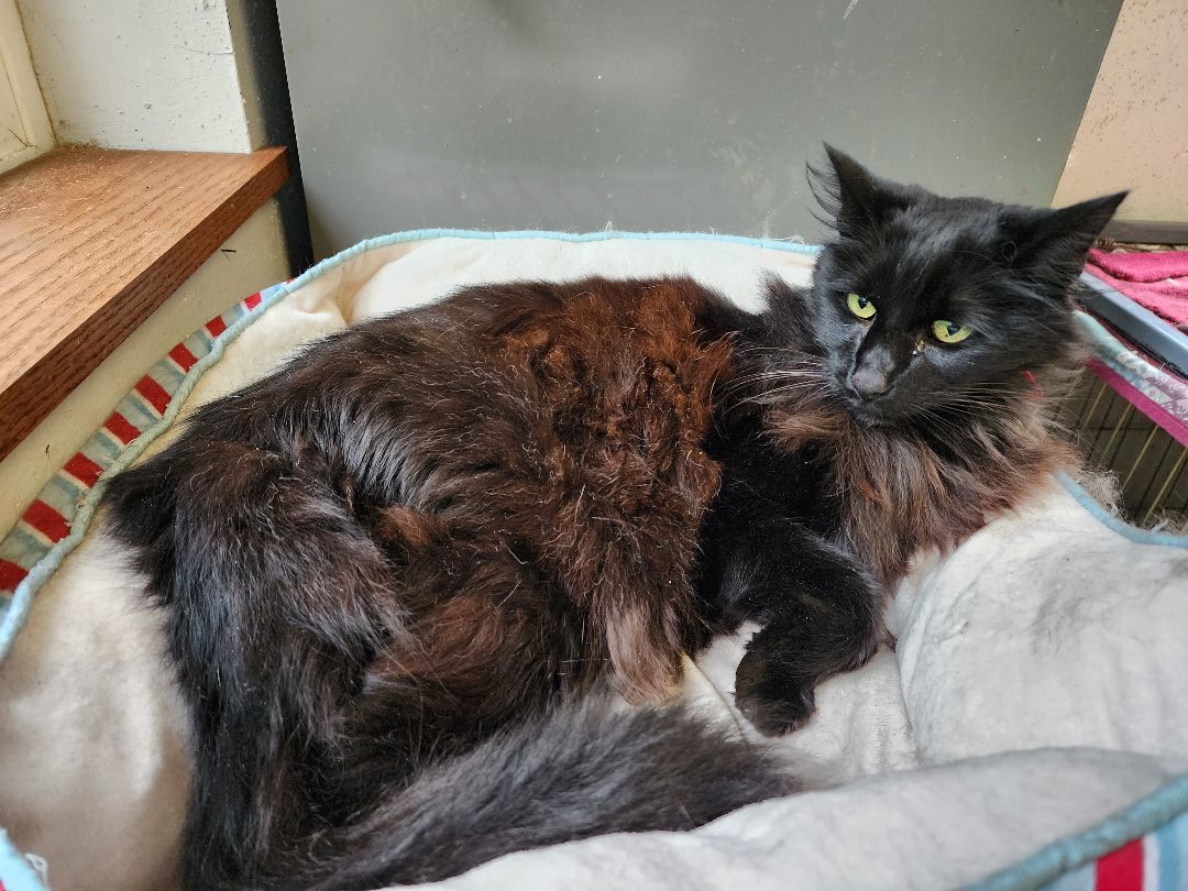 Licorice - Black Beauty!, an adoptable Domestic Long Hair in Stanwood, WA, 98292 | Photo Image 6