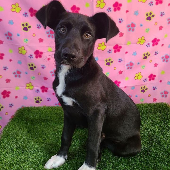 Black lab store border collie puppy