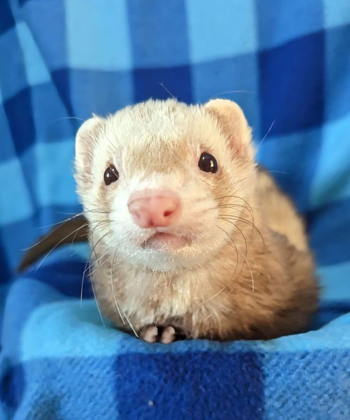 Ferret for adoption Burt and Lana, a Ferret in Cleveland, OH Petfinder