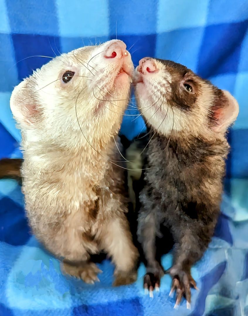 Ferret for adoption Burt and Lana, a Ferret in Cleveland, OH Petfinder
