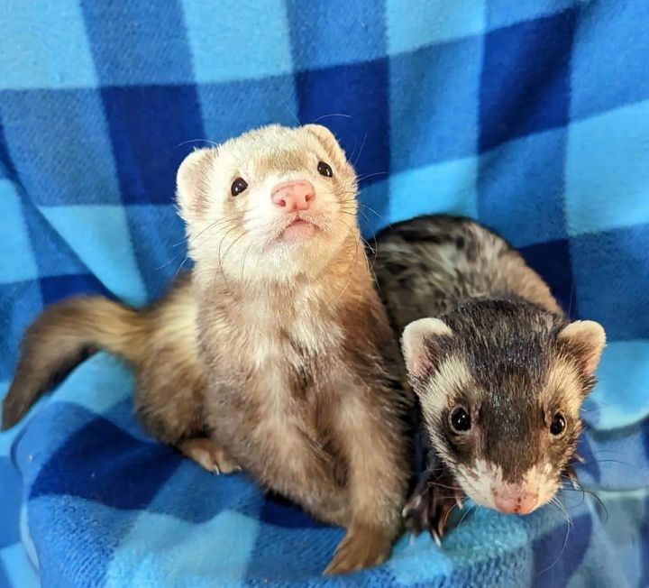 Ferrets for Adoption - Pennsylvania Ferret Club & Shelter