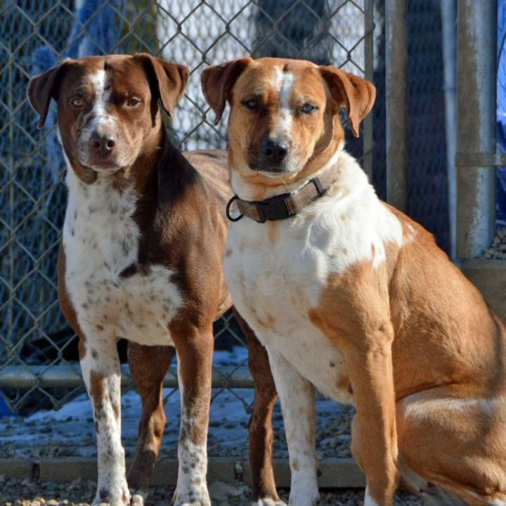 Jada & Jasmine (Bonded Sisters), an adoptable Catahoula Leopard Dog Mix in Lacon, IL_image-1