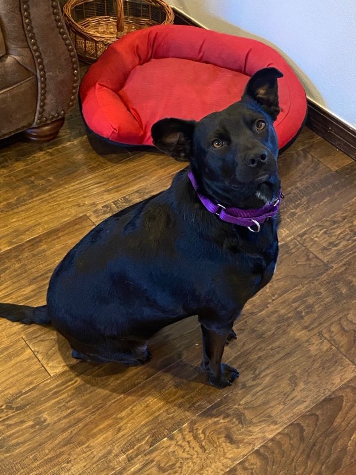 Lucy, an adopted Labrador Retriever & Patterdale Terrier / Fell Terrier Mix in Enfield, CT_image-1