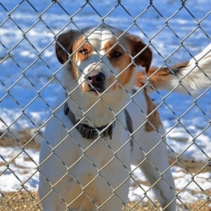 Finn, an adoptable Pointer Mix in Lacon, IL_image-5