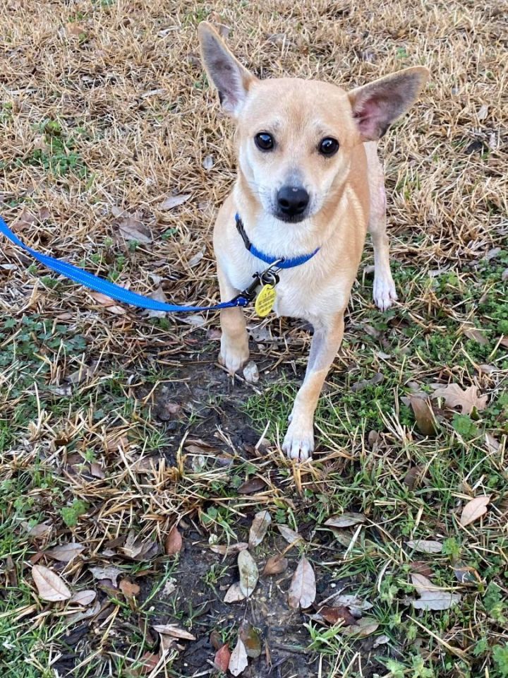 Dog for adoption - Polo, a Chihuahua Mix in Rowlett, TX | Petfinder