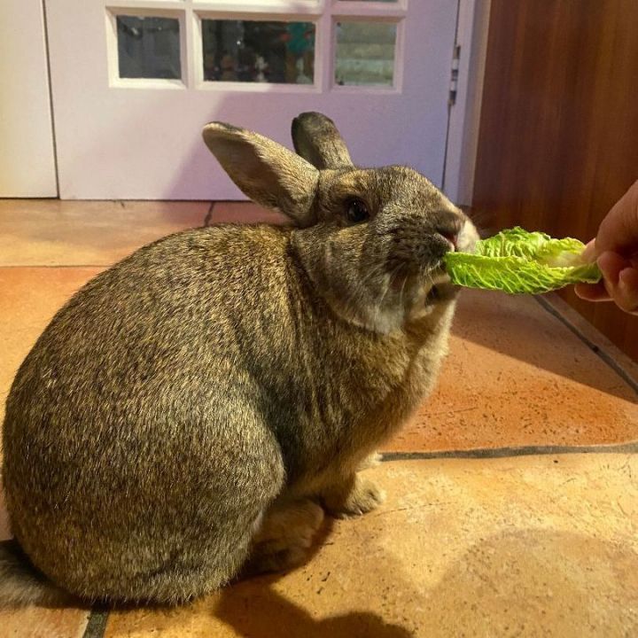 Rabbit for adoption Potato a Bunny Rabbit in Los Angeles CA