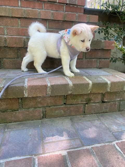 Nori, an adopted Shiba Inu in Floral Park, NY_image-1