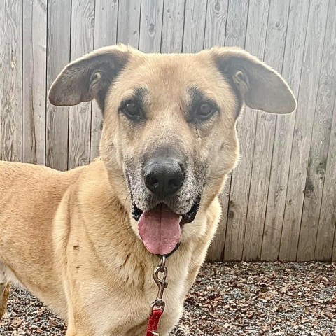 Hanky Panky, an adoptable Mixed Breed in Redwood Valley, CA, 95470 | Photo Image 1