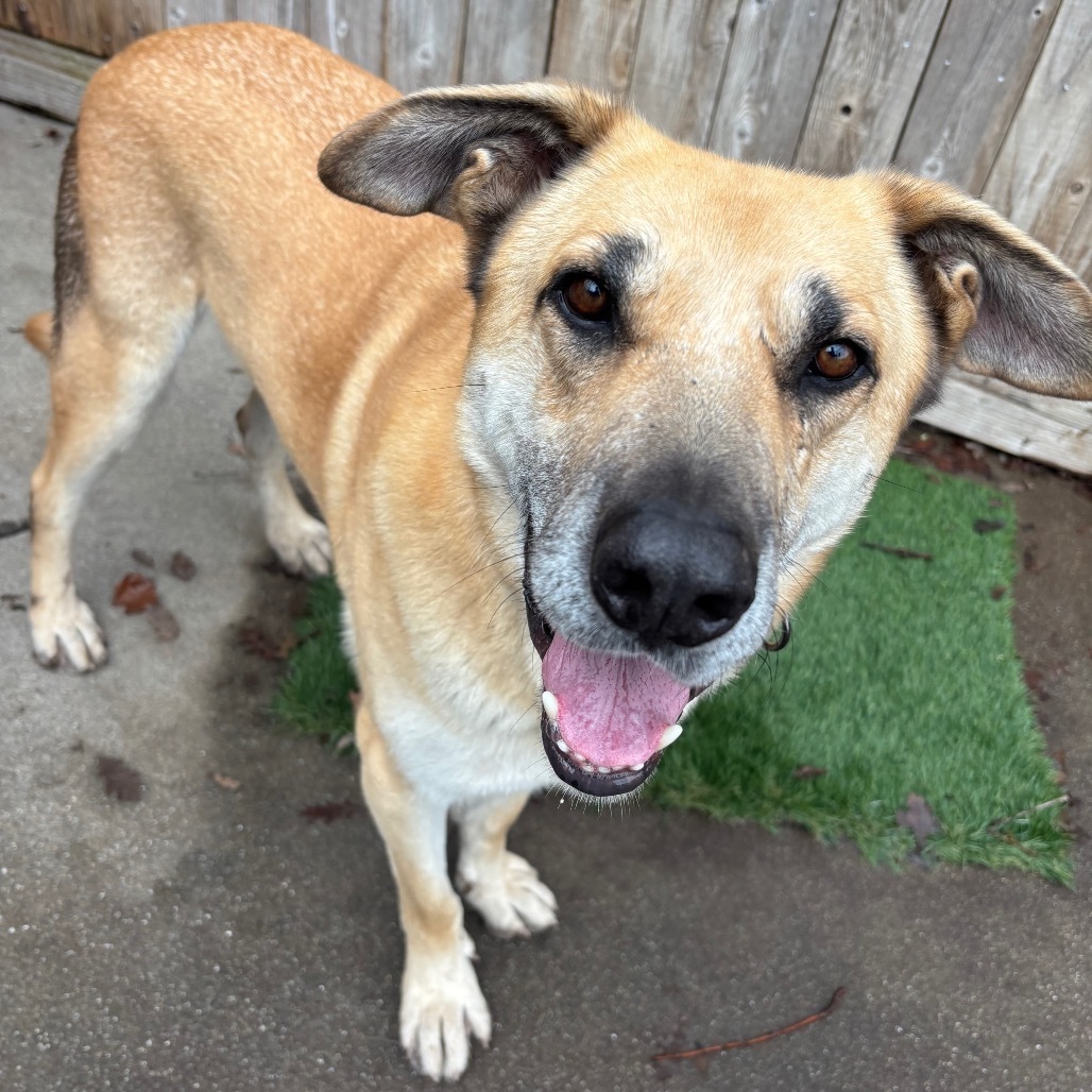 Hanky Panky, an adoptable Mixed Breed in Redwood Valley, CA, 95470 | Photo Image 1